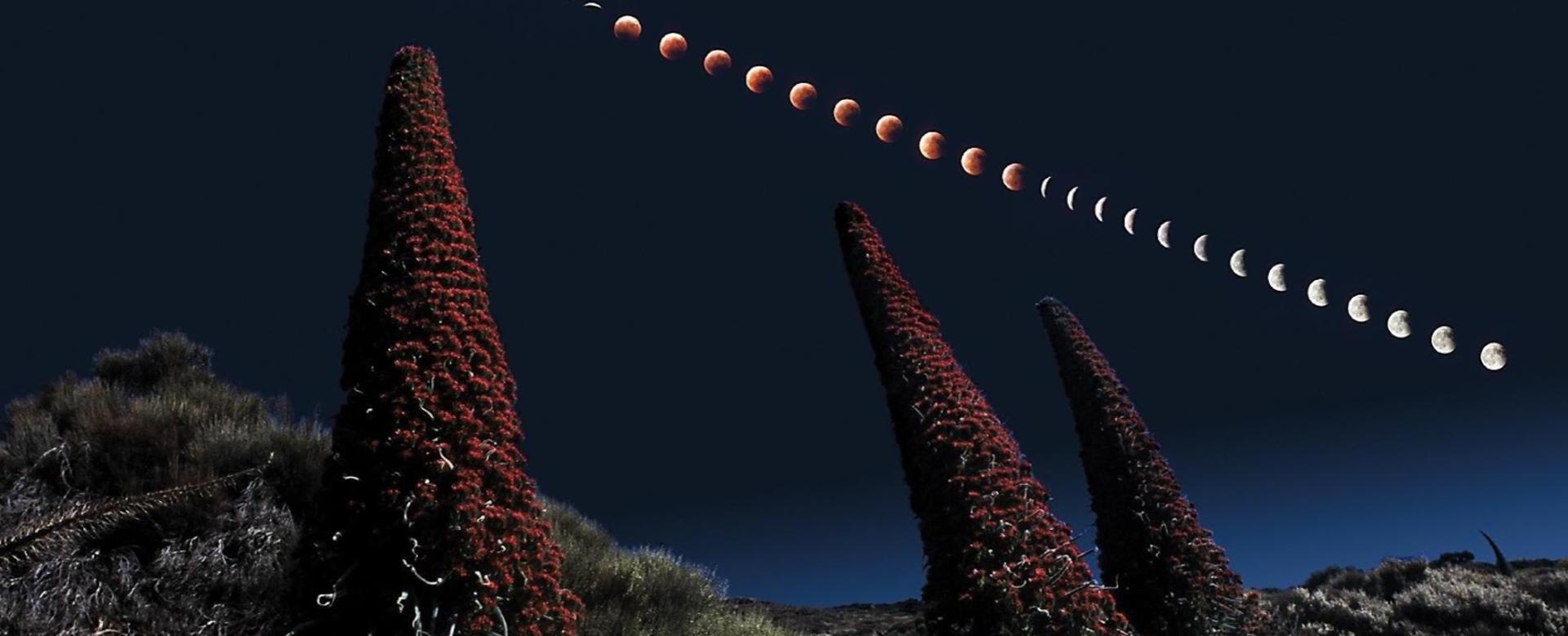 Night landscape in the Teide National Park. Total Eclipse of Moon and Red Tajinastes -endemic to Tenerife-. Image J.C. Casado @ starryearth.com Night landscape in the Teide National Park. Total Eclipse of Moon and Red Tajinastes -endemic to Tenerife-. Image J.C. Casado @ starryearth.com.