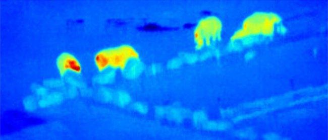 False-colour, thermal-infrared image of a “crash” of rhinos taken from drone video footage at Knowsley Safari Park (UK). Credits: Serge Wich, Andy Goodwin (Remoteinsights), James Crampton, Maisie Rashman, Maria de Juan Ovelar, Steven Longmore. LJMU and th