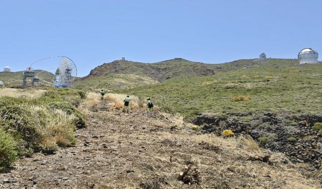 Técnicos de EIRIF cortan matorral para crear un área de cortafuego en las inmediaciones del Observatorio del Roque de los Muchachos, en La Palma