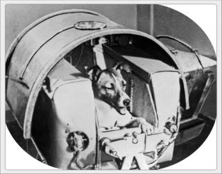 La perra Laika dentro del Sputnik 2. Foto: Agencia de noticias TASS/Agencia Espacial Rusa. Fuente: http://www.spacetoday.org/Astronauts/Animals/Dogs.html